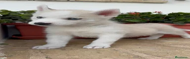 Husky Siberiano 1