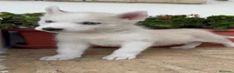 Husky Siberiano perros en venta: HUSKY SIBERIANO - Anuncio 9