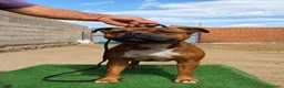 Staffordshire Bull Terrier perros en venta: Staffordshire Bull Terrier   - Anuncio 20