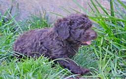 Perro de Agua Español perros en venta: Cachorras hembras de perro de agua español - Imagen 11