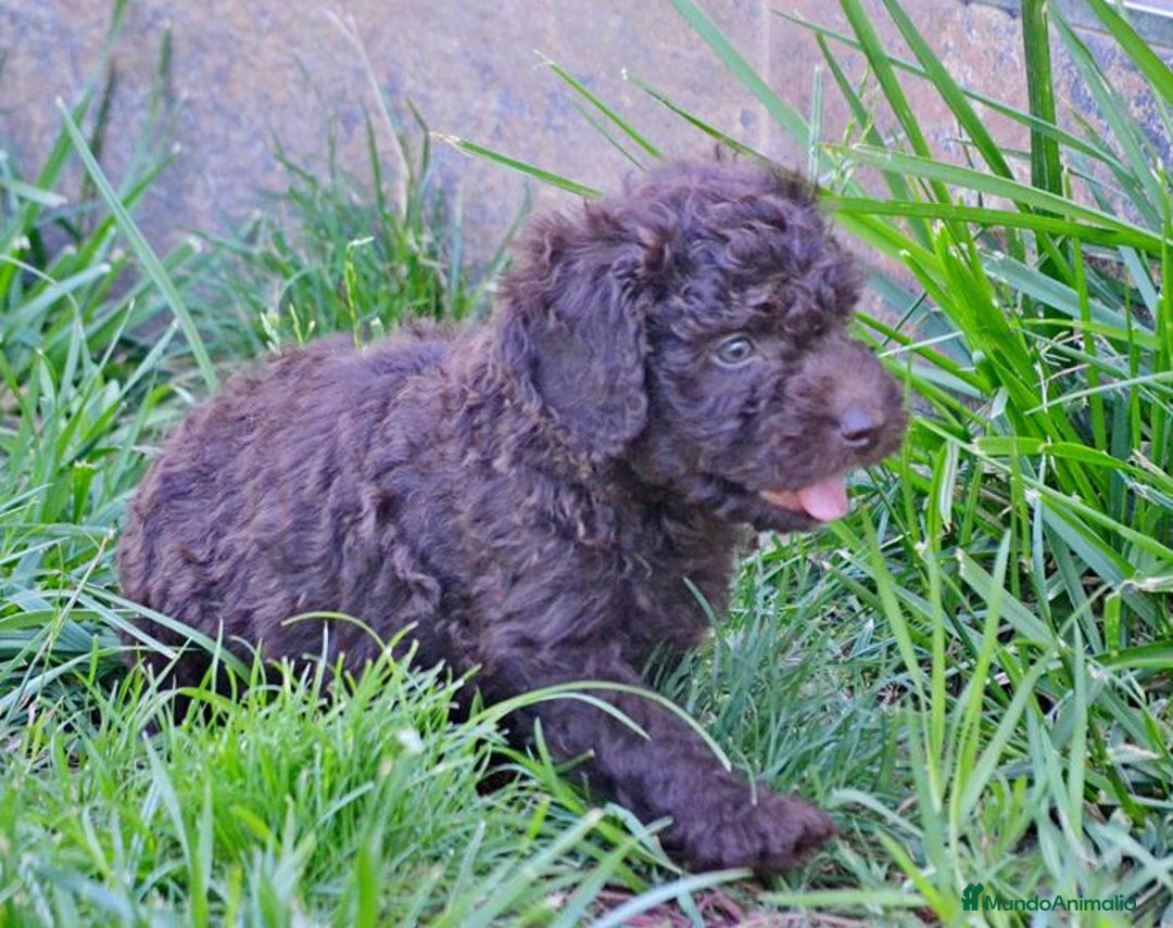 Perro de Agua Español perros en venta: Cachorras hembras de perro de agua español - Imagen 11