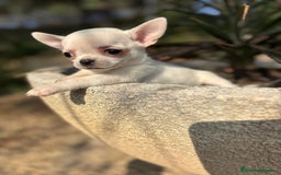 Chihuahua perros en venta: Chihuahua toy macho cabeza manzana - Anuncio 7