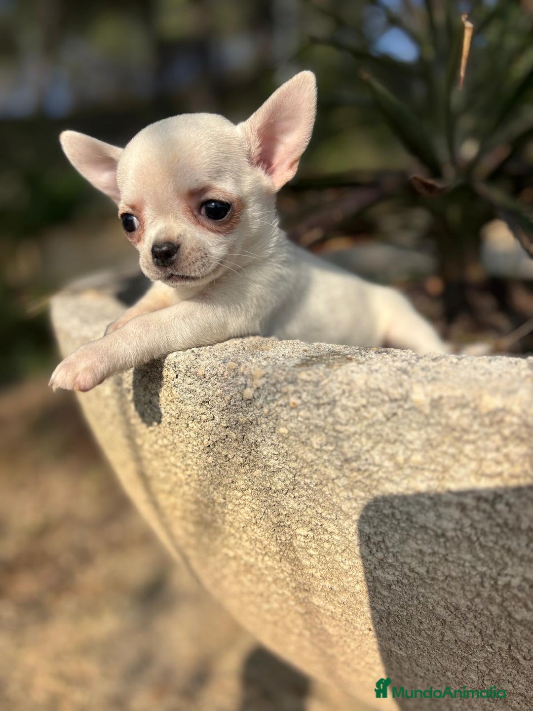 Chihuahua perros en venta: Chihuahua toy macho cabeza manzana - Anuncio 7