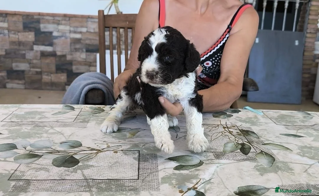 Perro de Agua Español perros en venta: Perros de agua  - Anuncio 7