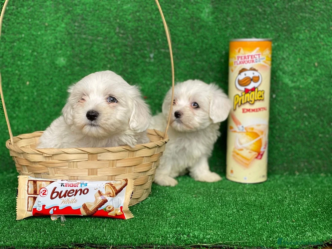 Bichón Maltés perros en venta: BICHON MALTÉS DE CATEGORÍA !!! en Badajoz - Anuncio 4