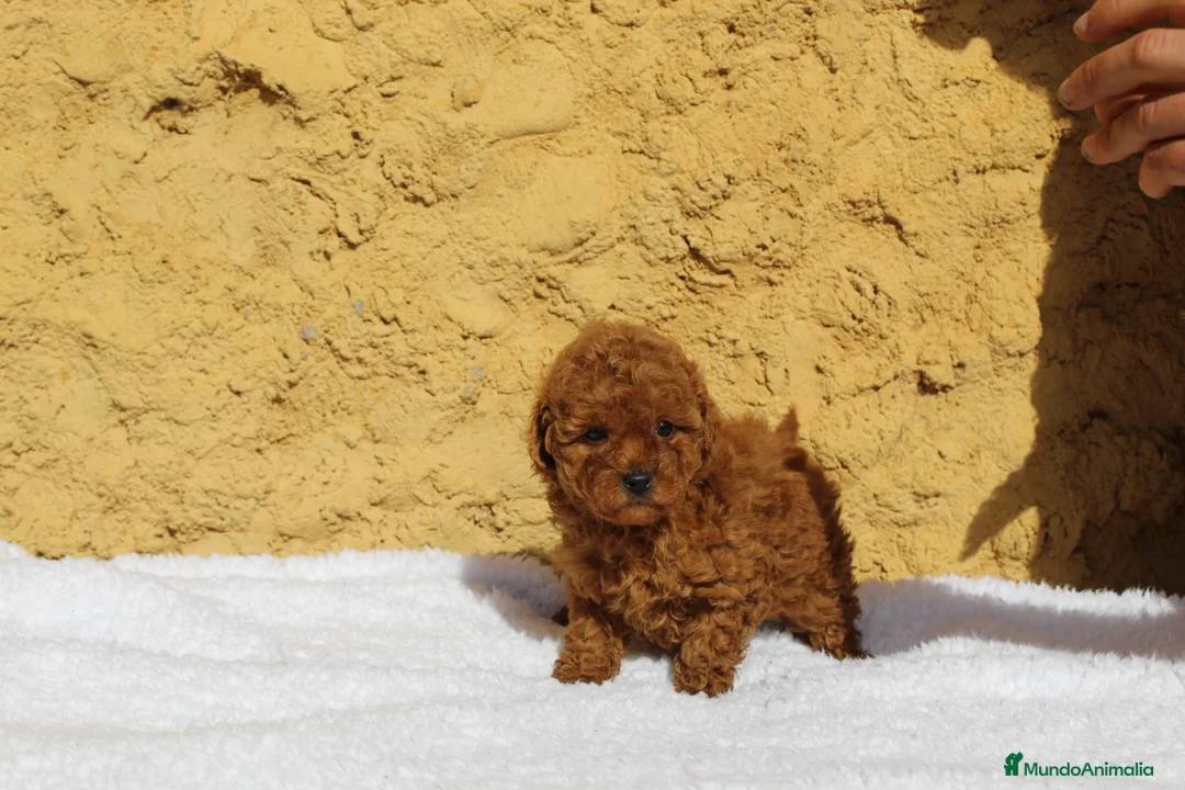 Caniche Enano perros en venta: Caniches enanos rojos  - Anuncio 2