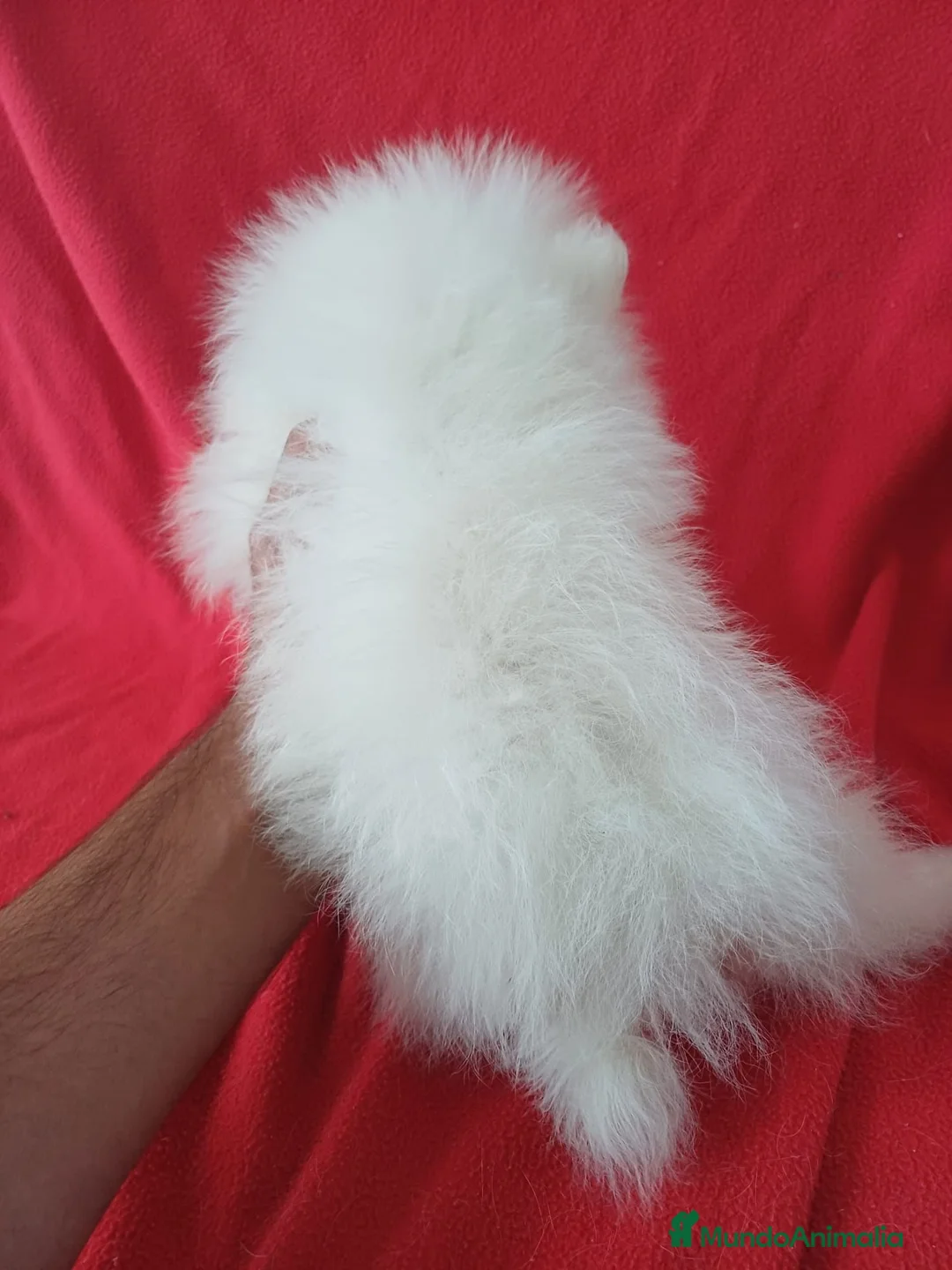 Pomerania perros en venta: Pomerania Mini  - Anuncio 3