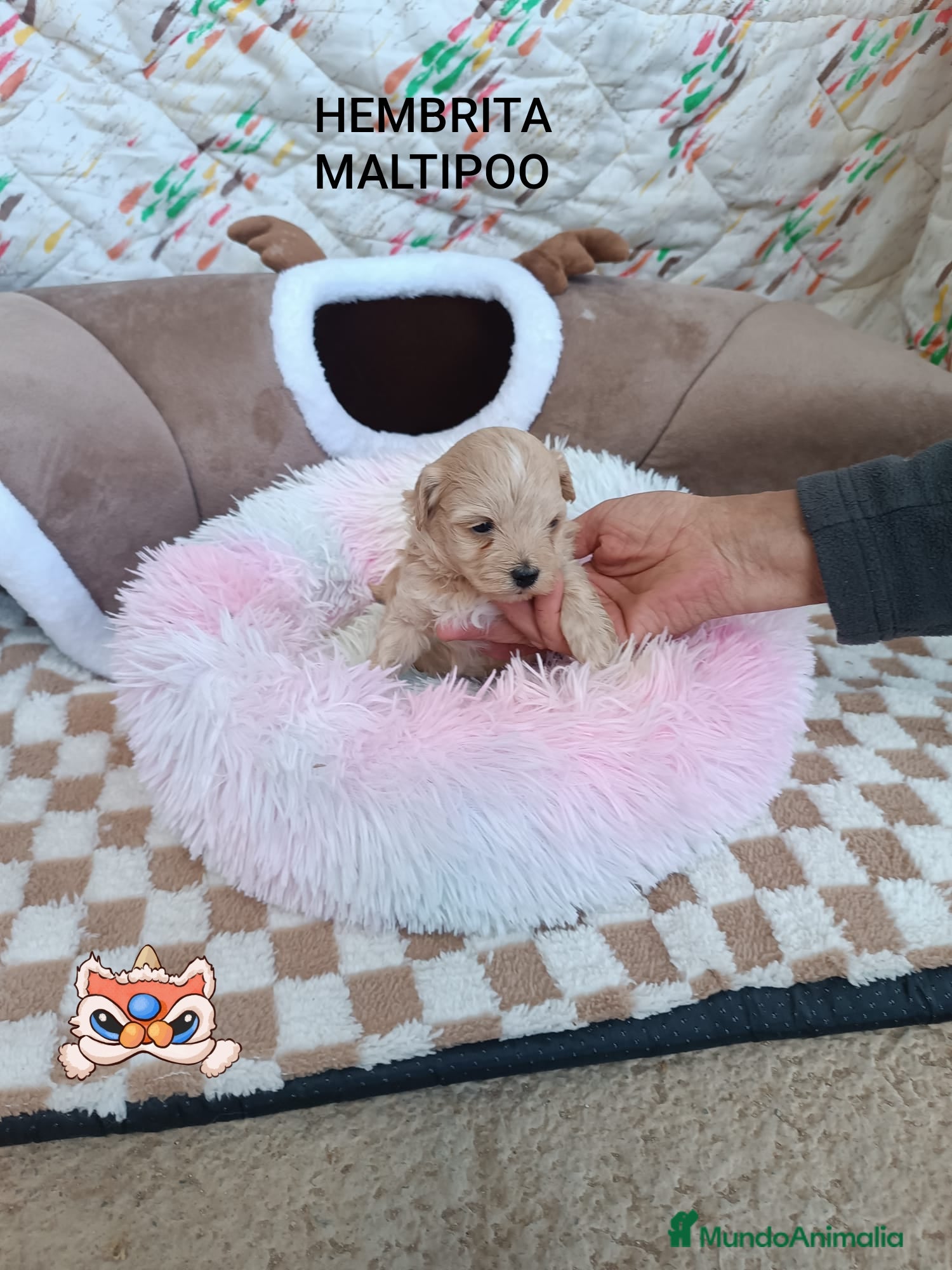 Maltipoo perros MALTIPOO LINDA HEMBRITA  - Anuncio 2