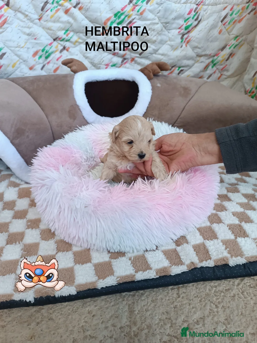 Maltipoo perros en venta: MALTIPOO LINDA HEMBRITA  - Anuncio 1