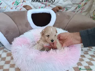 Maltipoo perros MALTIPOO LINDA HEMBRITA - Anuncio 2