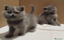 Británico de Pelo Corto Azul gatos en venta: British Shorthair - Imagen 2