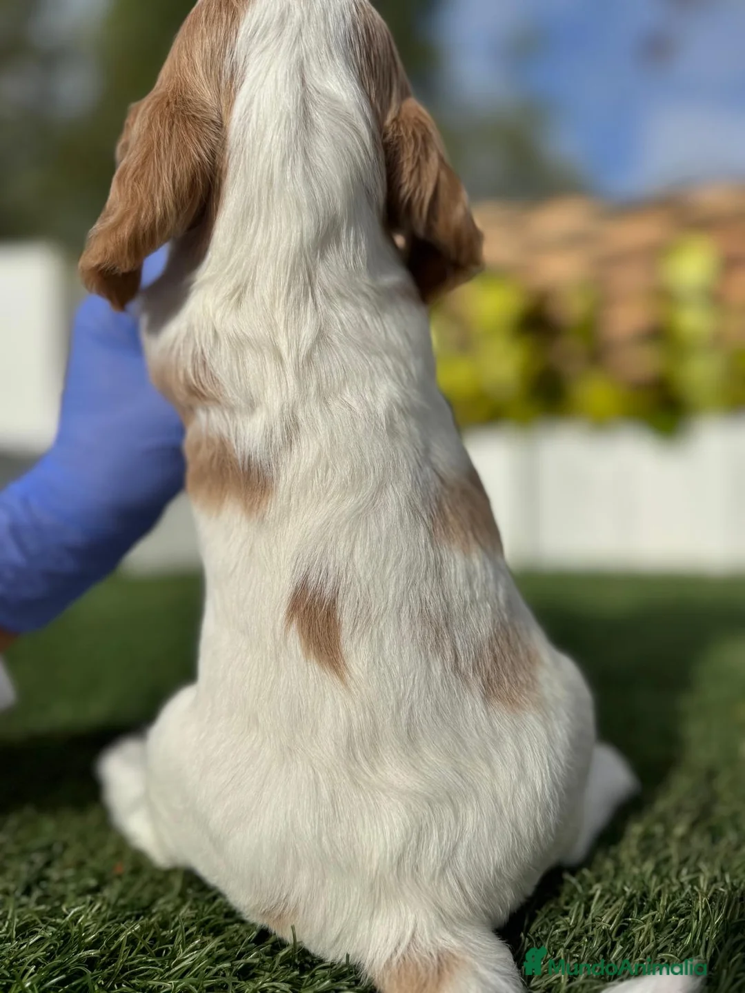 Cocker Spaniel Inglés perros en venta: COCKER HEMBRA - Anuncio 2