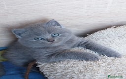 Británico de Pelo Corto gatos en venta: British Blue  - Imagen 3