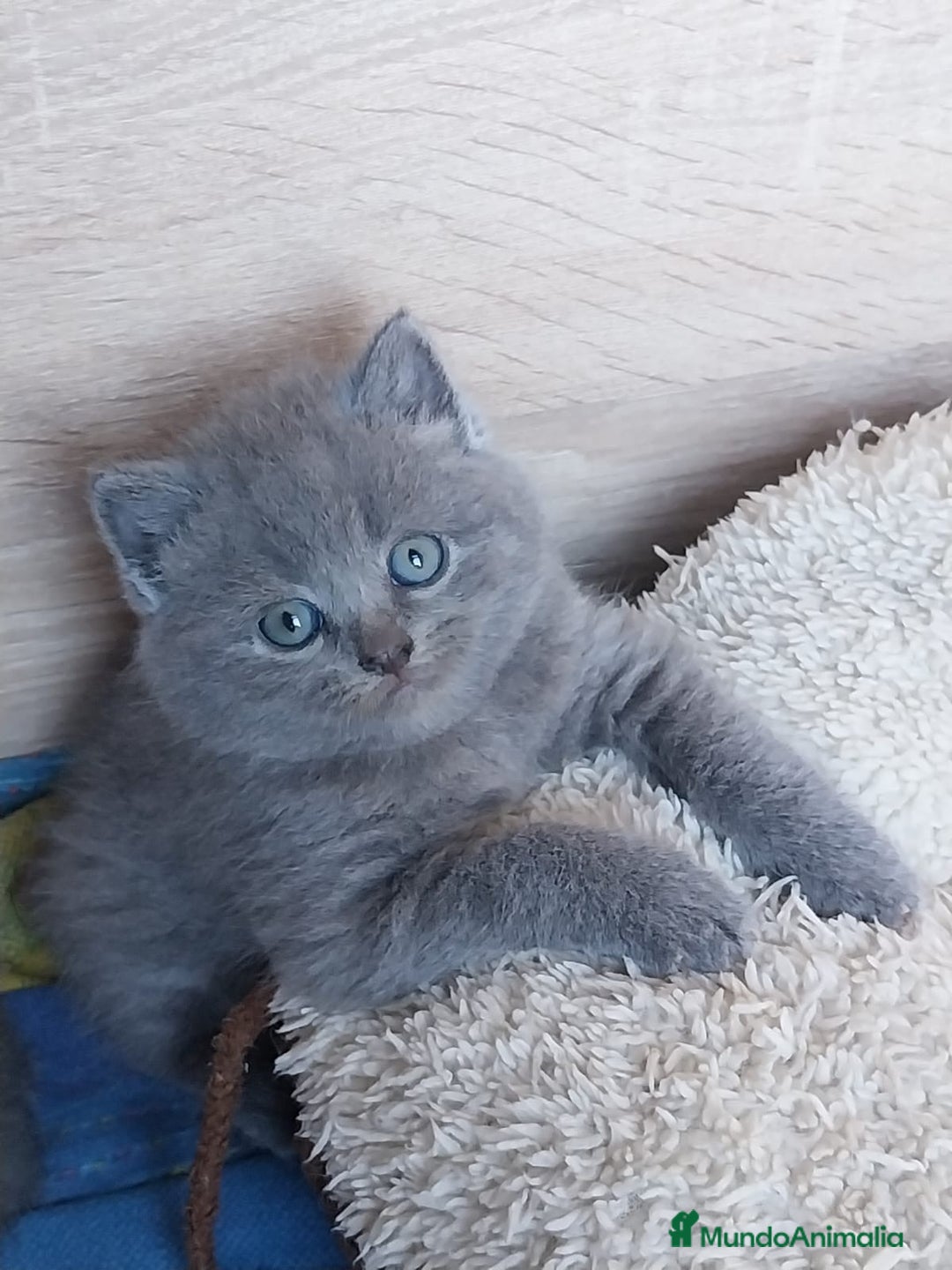 Británico de Pelo Corto gatos en venta: British Blue  - Imagen 3