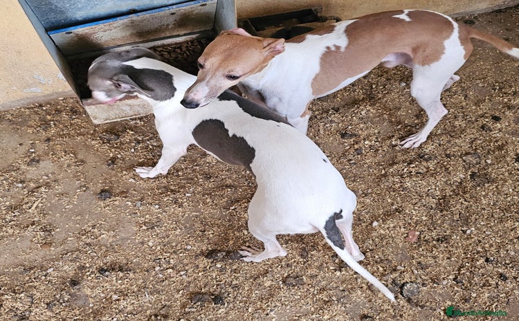 Pequeño Lebrel Italiano perros - Anuncio 1