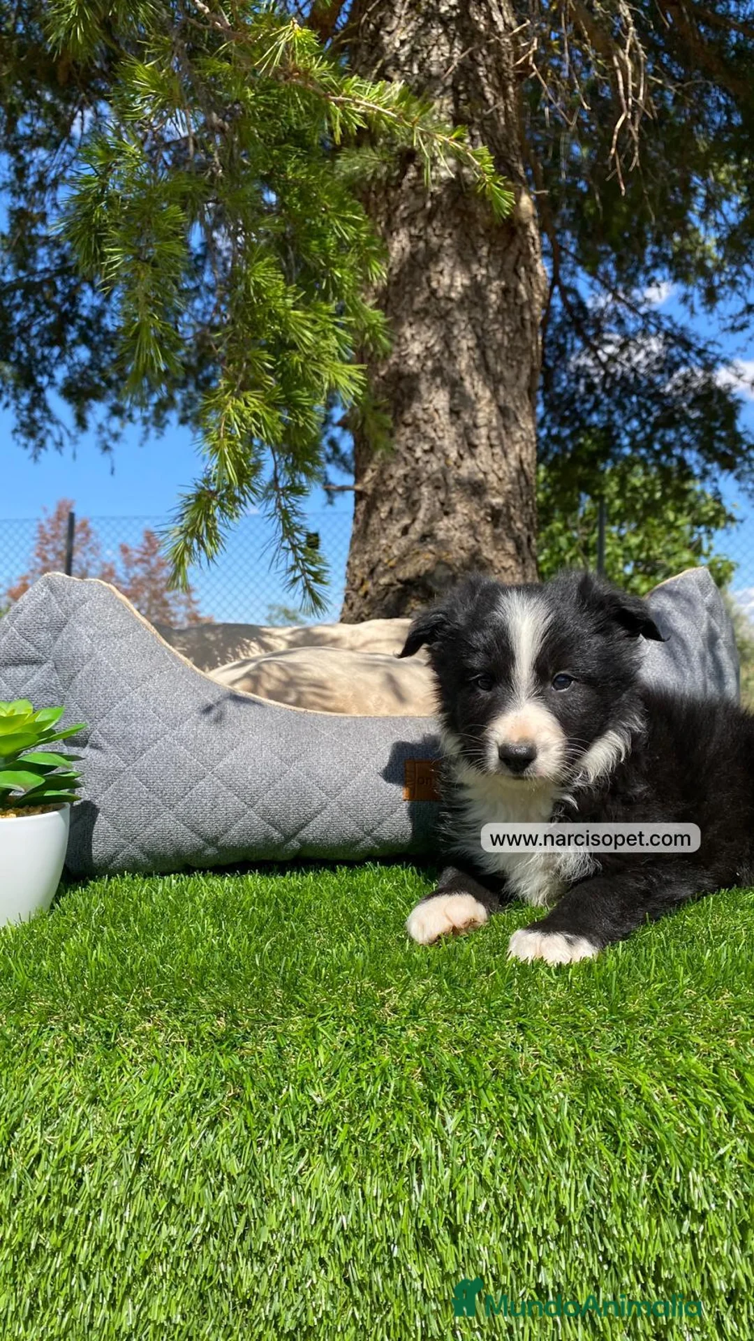 Border Collie perros en venta: VENTA DE BORDER COLLIE - Anuncio 6