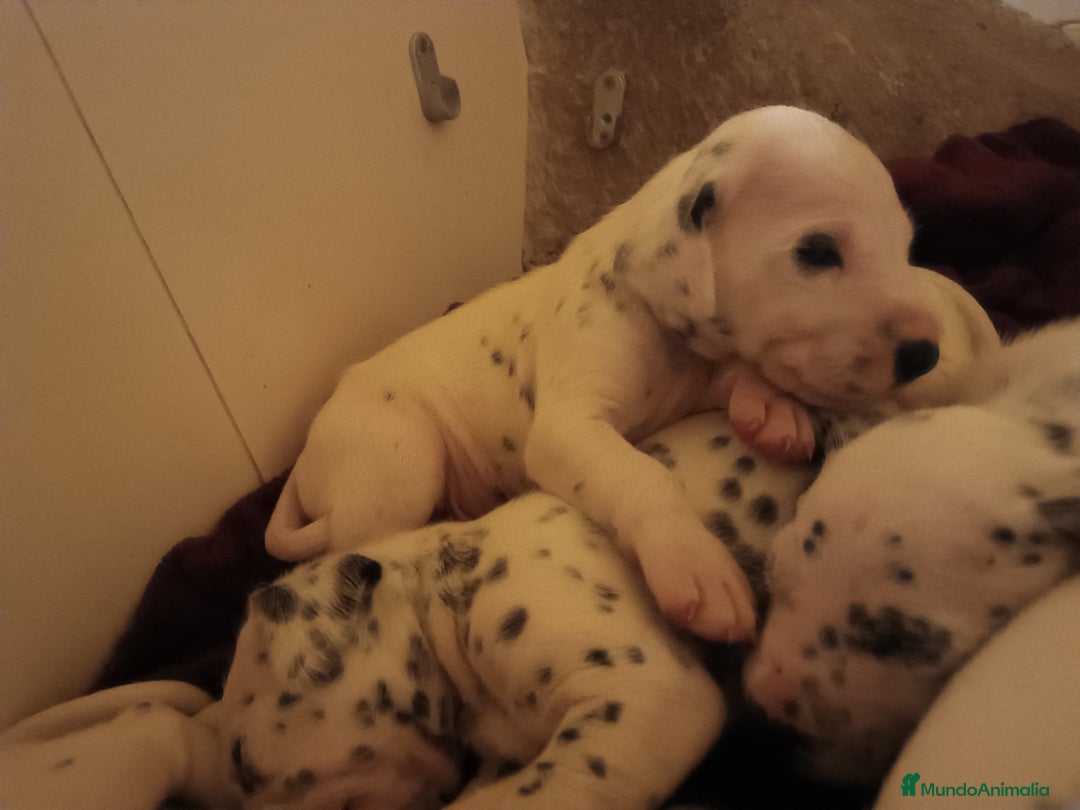 Dálmata perros en venta: Cachorros de dalmatas  - Anuncio 9
