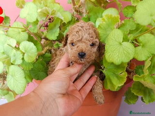 Caniche Toy perros - Anuncio 30