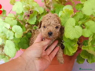Caniche Toy perros Caniche toy - Anuncio 36