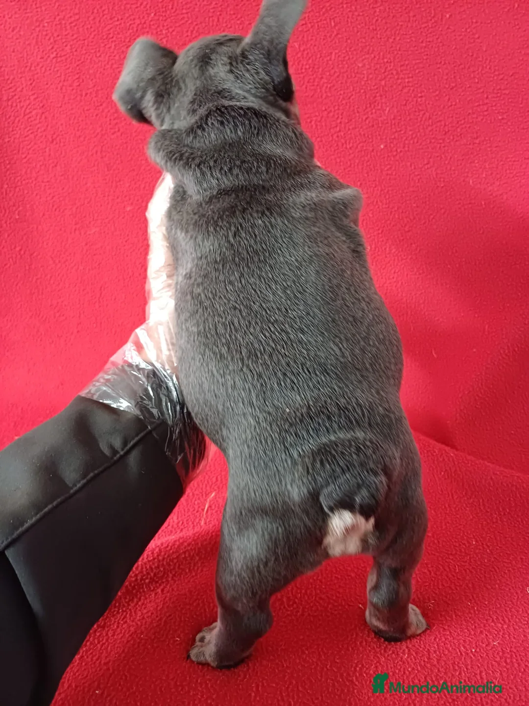 Bulldog Francés perros en venta: Bulldog Francés Blue Tan  - Anuncio 4