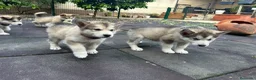 Alaskan Malamute perros en venta: Cachorros alaskan disponibles - Anuncio 4