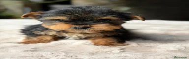 Yorkshire Terrier Cachorro 1