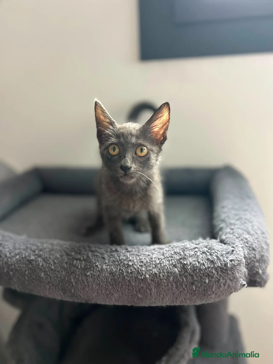 Azul Ruso gatos en venta: Azul ruso hipoalergénico  - Anuncio 1