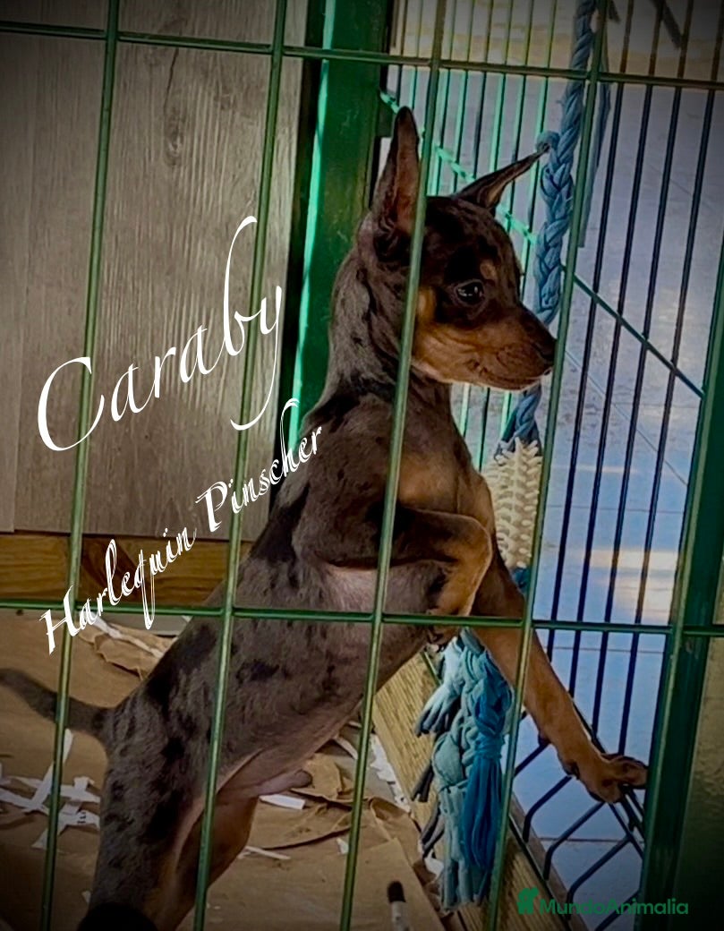 Pinscher Miniatura perros Caraby Harlequin Pinscher Benidorm  en Alicante - Anuncio 1