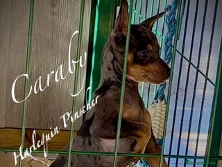 Pinscher Miniatura perros Caraby Harlequin Pinscher Benidorm en Alicante - Anuncio 1