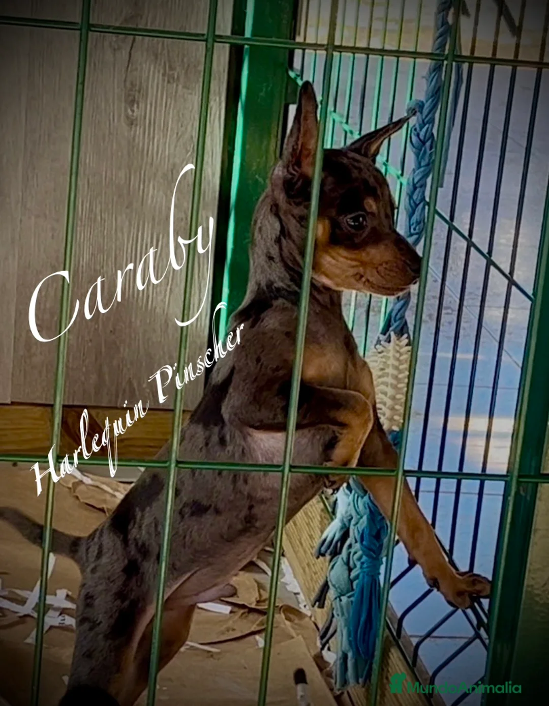 Pinscher Miniatura perros en venta: Caraby Harlequin Pinscher Benidorm  en Alicante - Anuncio 1