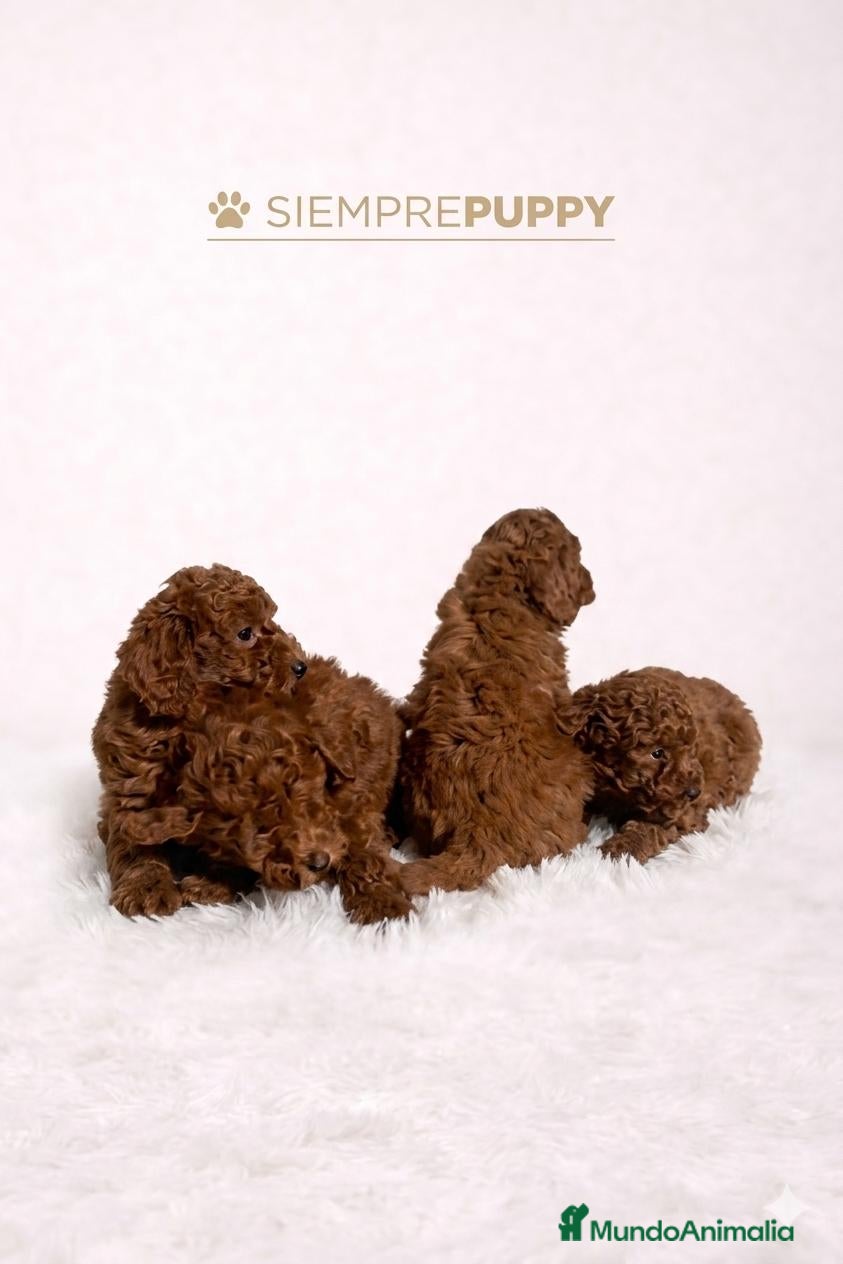 Caniche Toy perros CANICHE TOY ROJO PIMENTÓN - Anuncio 4