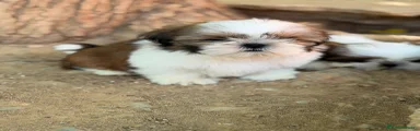 Shih Tzu 2