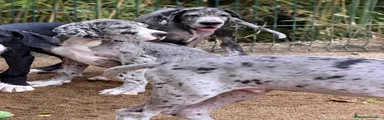 Dogo Alemán 4