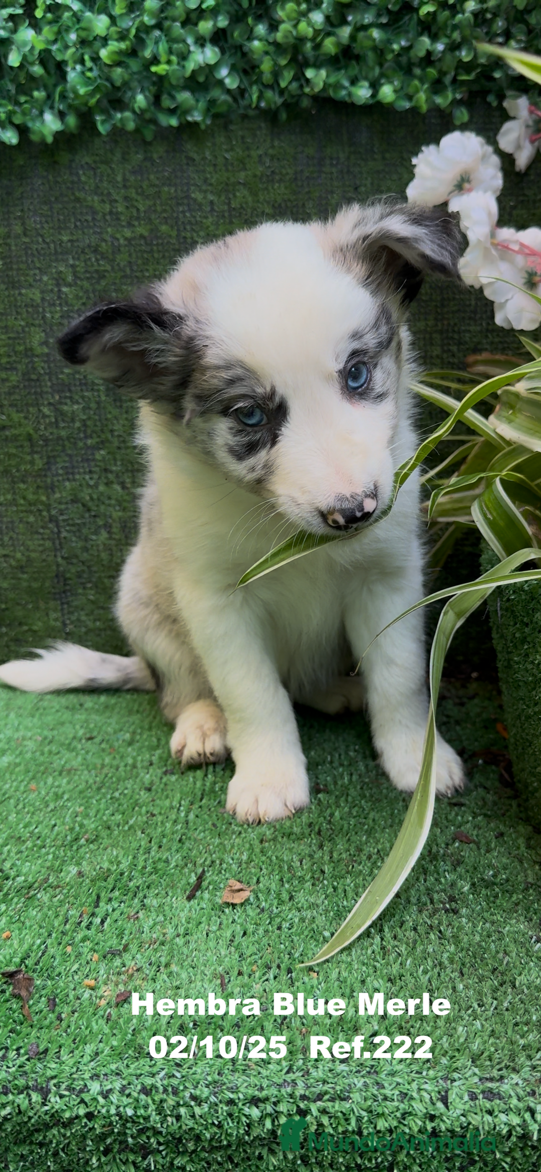 Border Collie perros en venta: Border Collie hembra Blue Merle - Anuncio 9