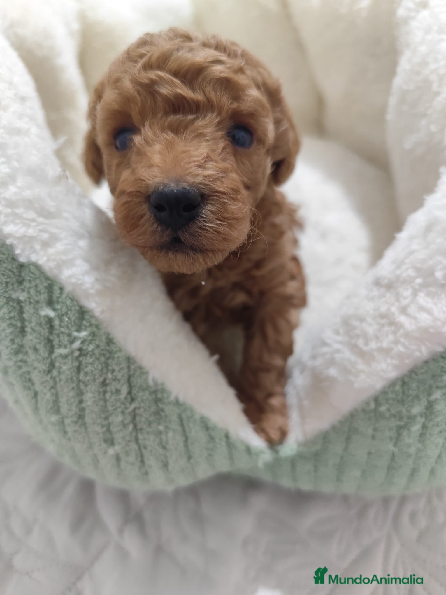 Caniche Toy perros en venta: Caniche Toy - Anuncio 9