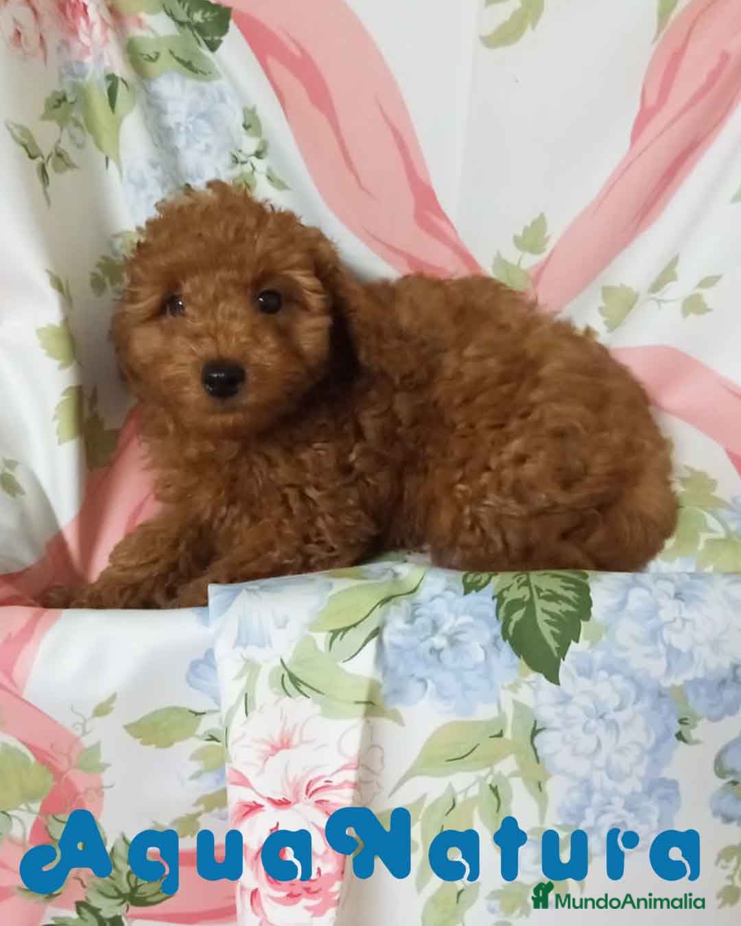 Caniche Toy perros Caniche Macho 7350 AQUANATURA en Barcelona - Anuncio 20