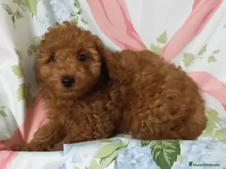 Caniche Toy perros Caniche Macho 7350 AQUANATURA en Barcelona - Anuncio 21