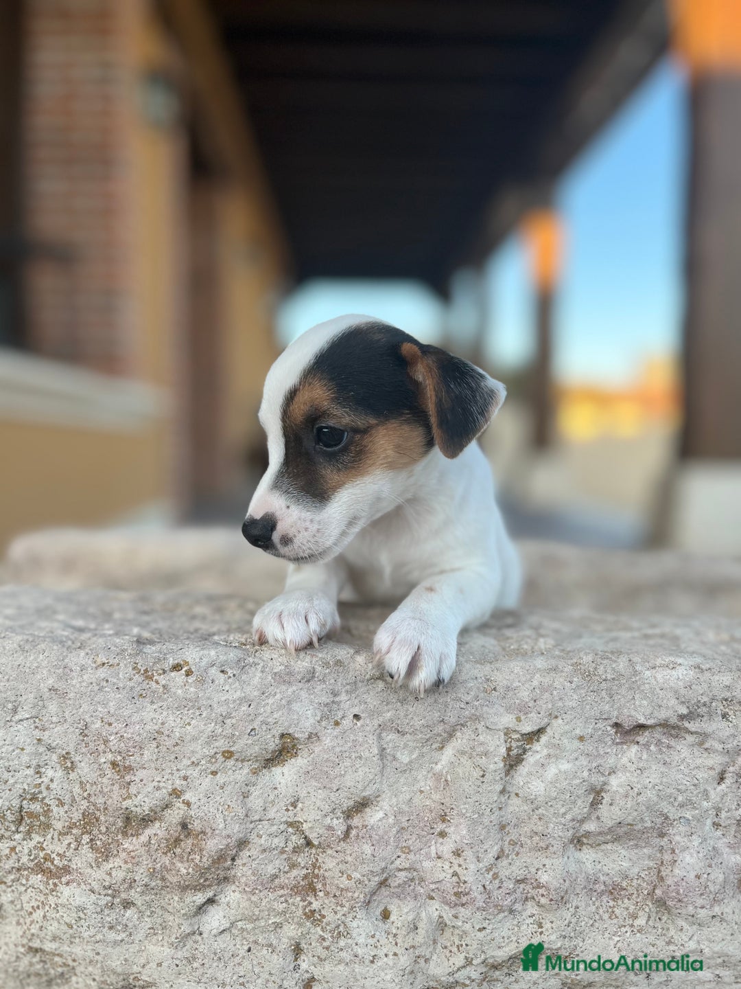 Jack Russell Terrier perros en venta: Jack Russell  - Anuncio 2