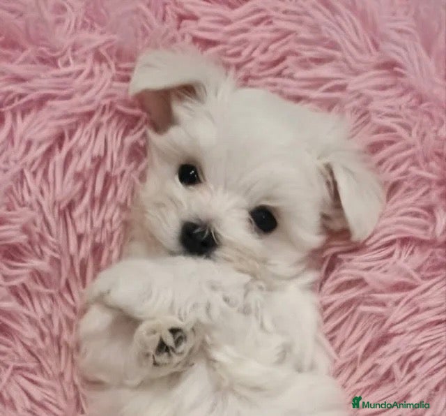 Bichón Maltés perros 🐶 OSITOS BICHON MALTÉS 🤍 - Anuncio 1