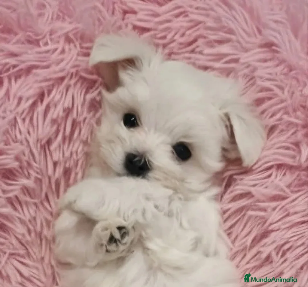 Bichón Maltés perros en venta: 🐶 OSITOS BICHON MALTÉS 🤍 en Madrid - Anuncio 1