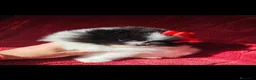 Pomerania perros en venta: HEMBRITA POMERANIA  - Anuncio 8