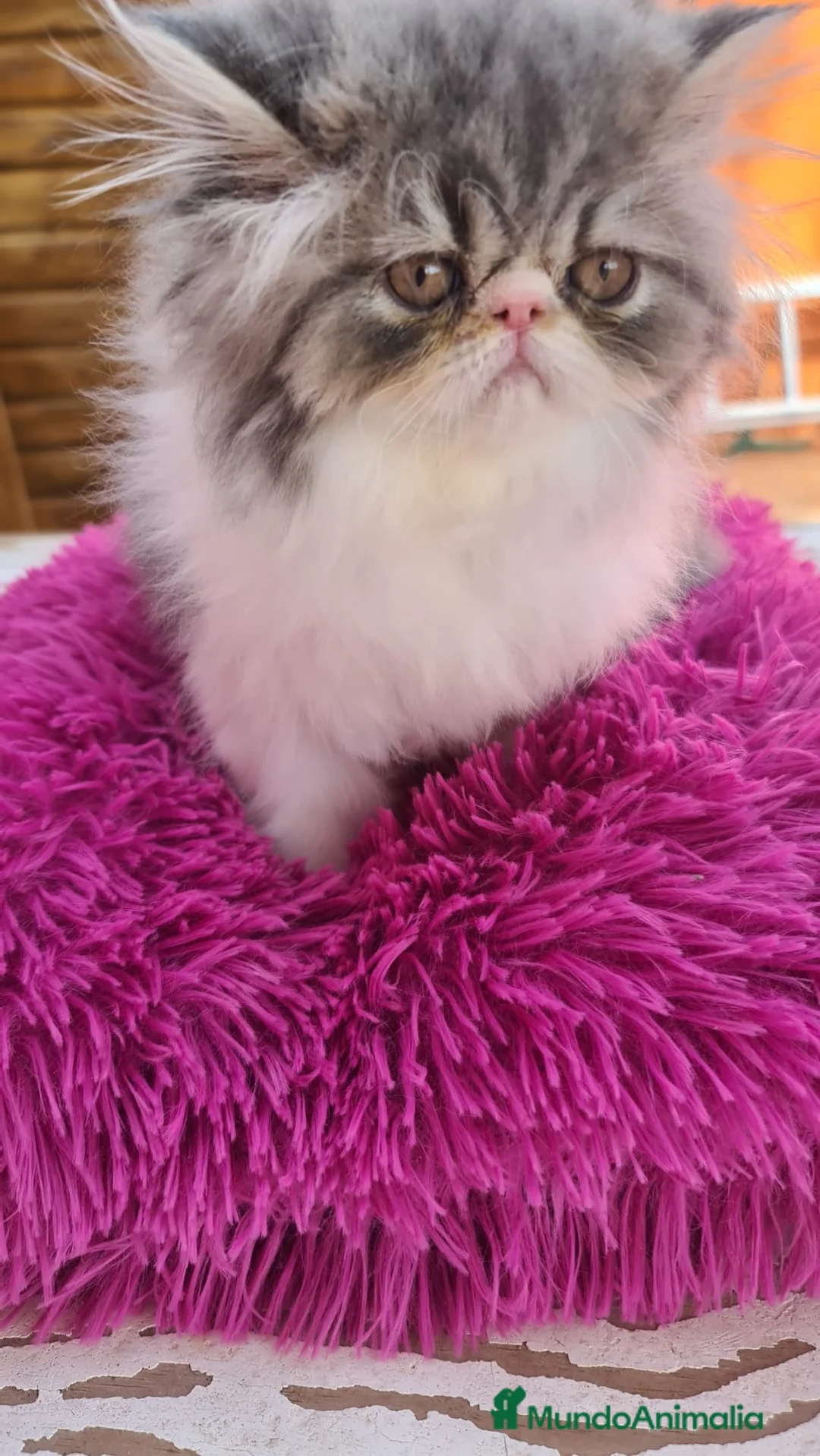 Himalayo gatos en venta: Ideal macho Himalayo en Madrid - Anuncio 3