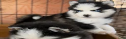 Pomsky perros en venta: Pomsky  - Anuncio 2