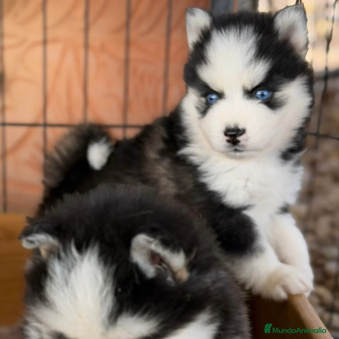 Pomsky perros en venta: Pomsky  - Anuncio 2