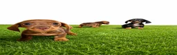 Teckel Miniatura perros en venta: Teckel minis y kanichen maxima calidad - Anuncio 4