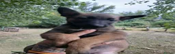 Pastor Belga Malinois perros en venta: Pastor Belga Malinois - Anuncio 1