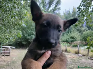 Pastor Belga Malinois perros Pastor Belga Malinois - Anuncio 5