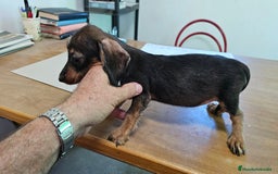 Teckel perros en venta: Teckel pelo duro - Imagen 1