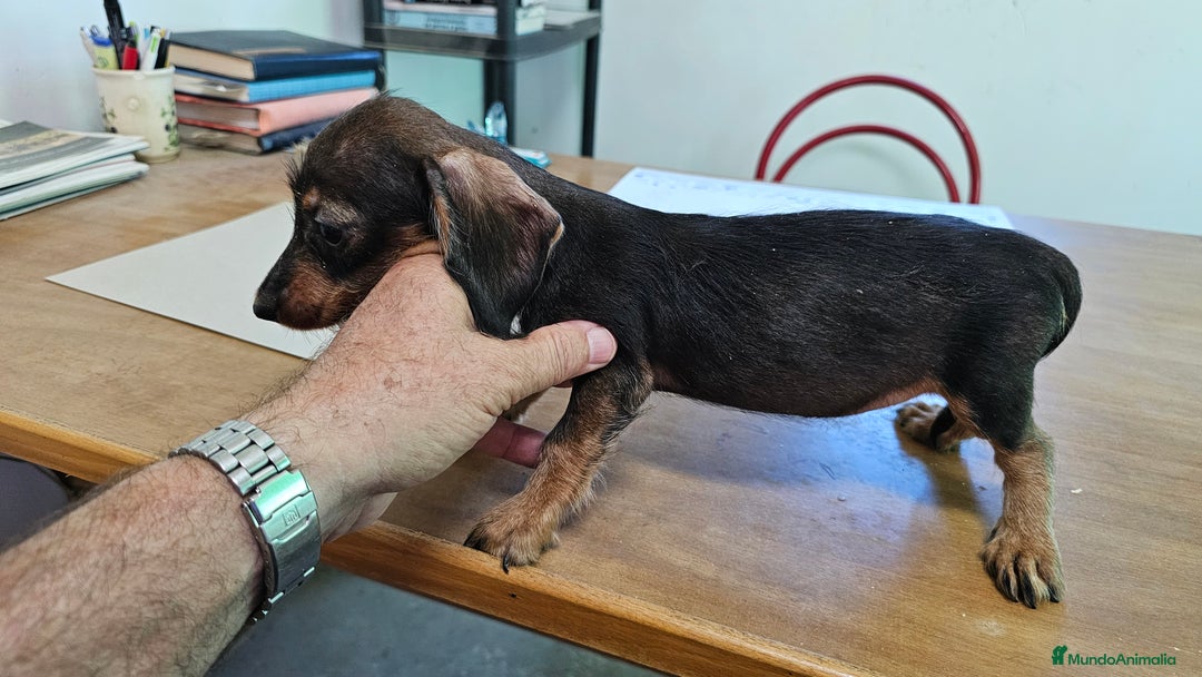Teckel perros en venta: Teckel pelo duro - Imagen 1