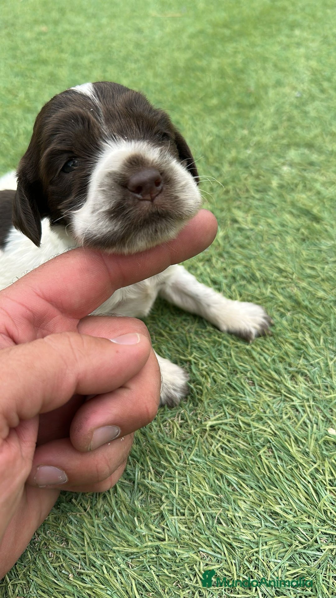 Cocker Spaniel Inglés perros en venta: Exclusivos 3 machos de cocker bicolor chocolate!! - Imagen 2